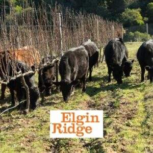 Wijndomein Elgin Ridge Capeandgrapes