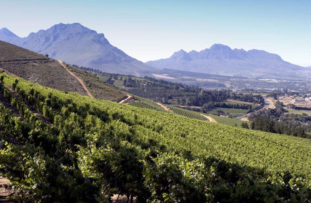 De wijngaarden in Remhoogte - bij Cape & Grapes