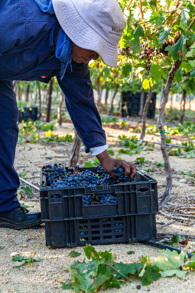 Manuele druivenpluk bij Warwick Estate - bij Cape & Grapes