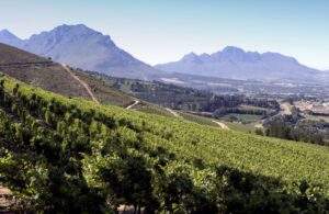 Het wijndomein Remhoogte - beschikbaar bij Cape and Grapes